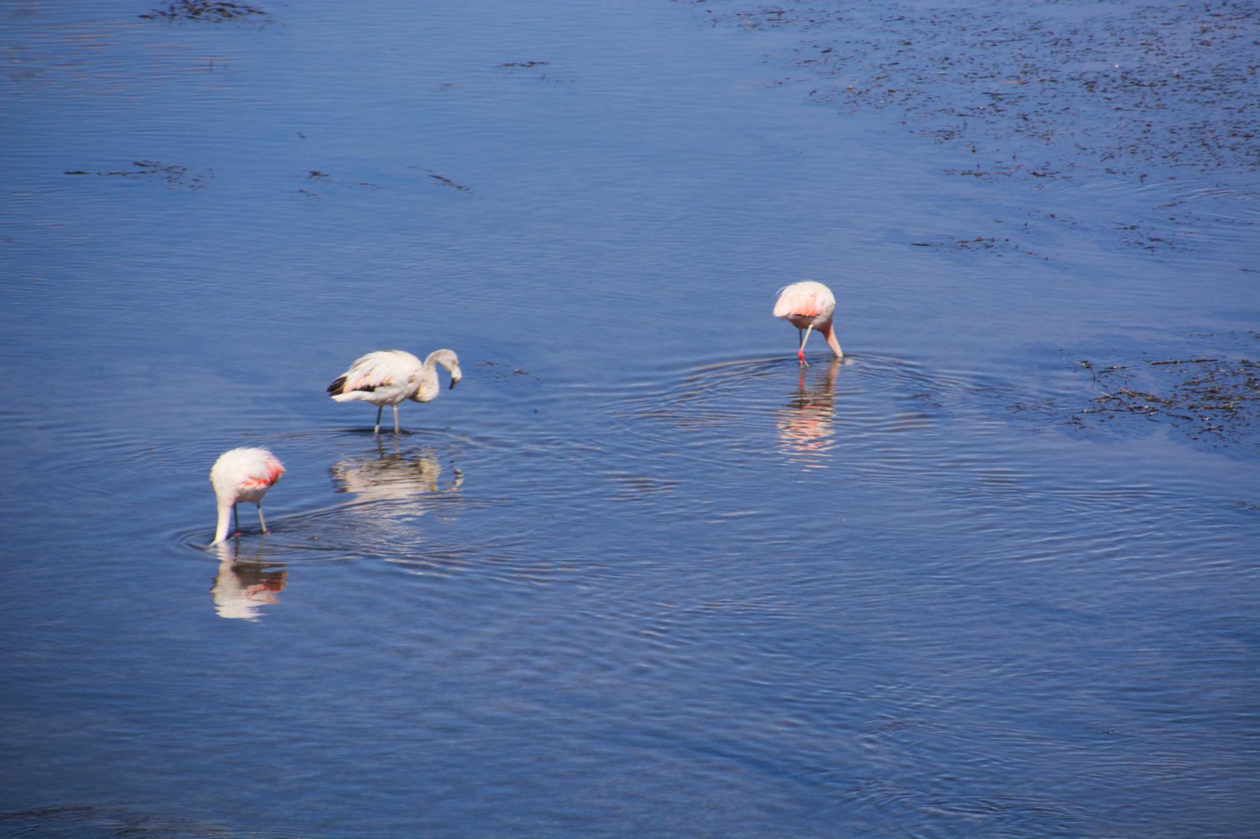 K1600_Flamingos