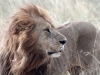 Pressefoto 2 - Masai Mara