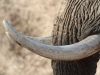 Werbefoto 2 - Mana Pools