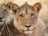 Werbefoto 5 - Ruaha